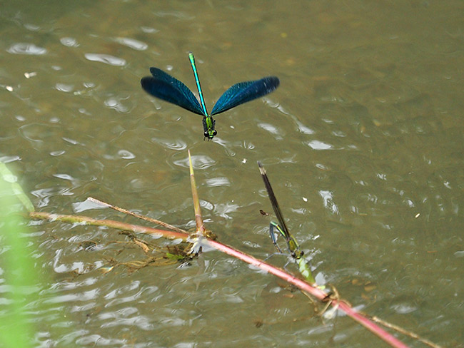 アオハダトンボのハーレム