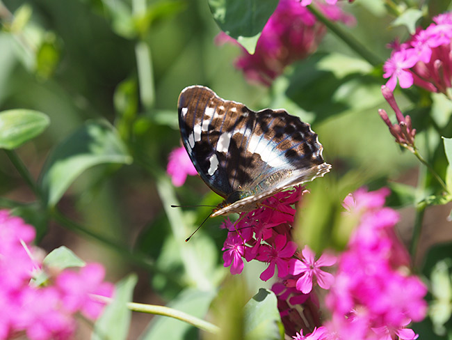 ムシトリナデシコにメスグロヒョウモンのメス