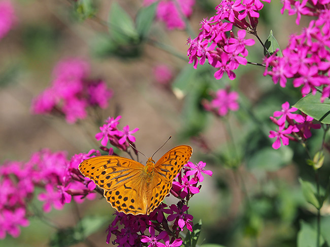 ムシトリナデシコにメスグロヒョウモンのオス