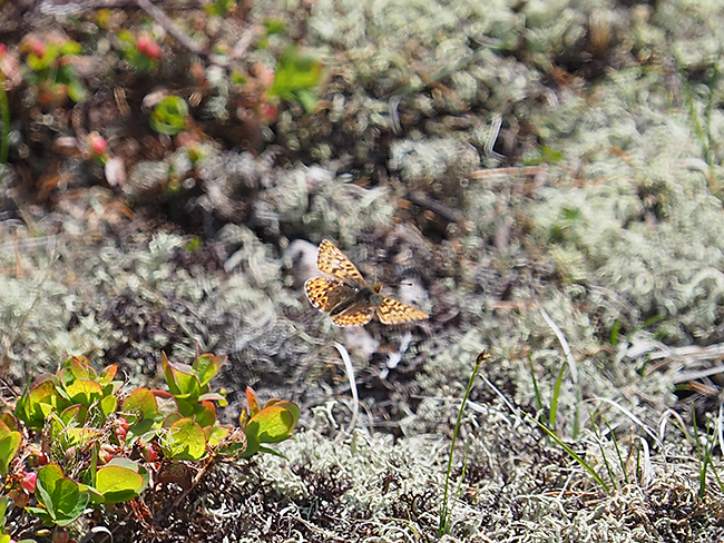 アサヒヒョウモン
