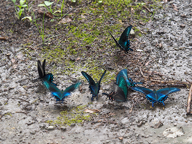 ミヤマカラスアゲハがたくさん