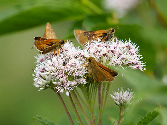 アカセセリがたくさん