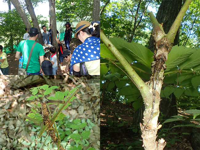 タテジマカミキリ