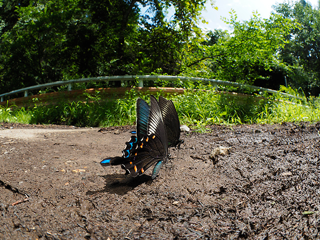 魚眼レンズでカラスアゲハ