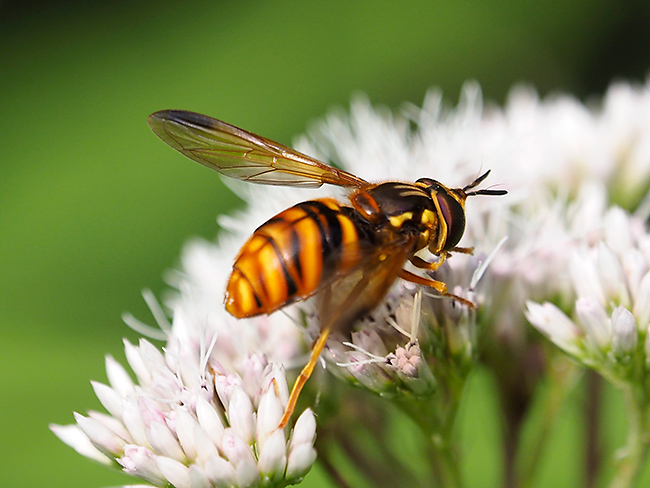 ハチに似たアブ