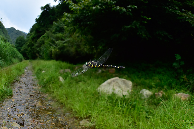 バトル直後のオニヤンマの飛翔
