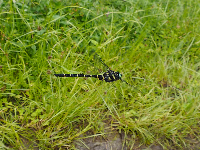 オニヤンマの方が目がいい