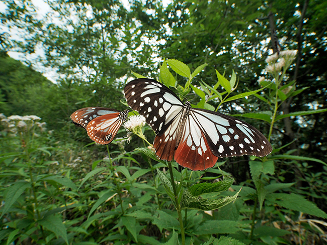 高原のアサギマダラを超広角で