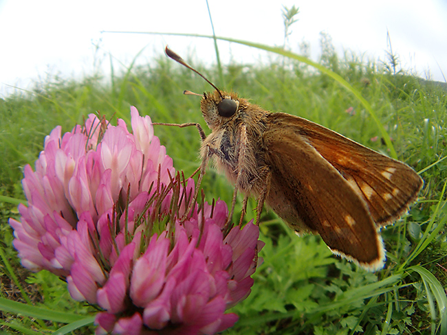 魚露目でアカセセリ