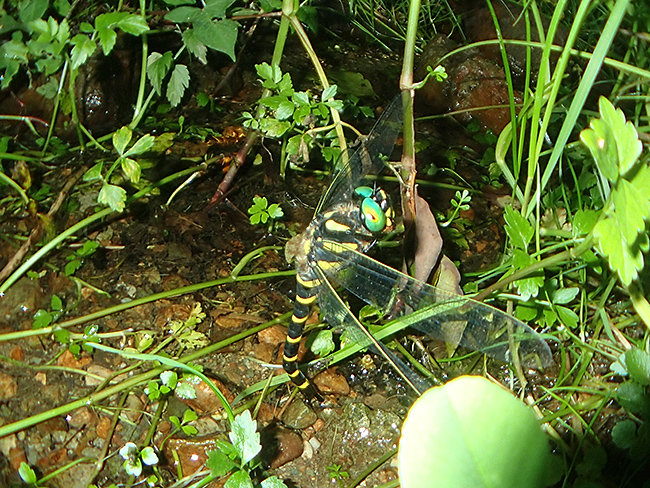 オニヤンマの産卵
