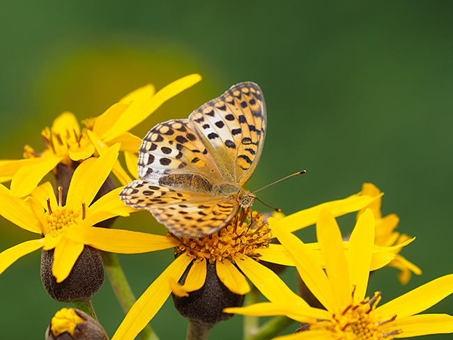ギンボシヒョウモンの異常型