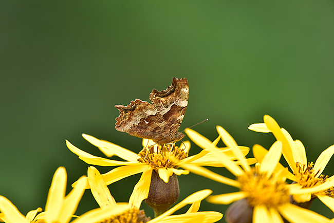 マルバダケブキに来たエルタテハ