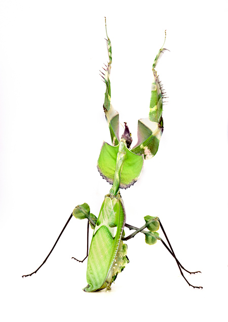 写真展の作品からニセハナマオウカマキリ