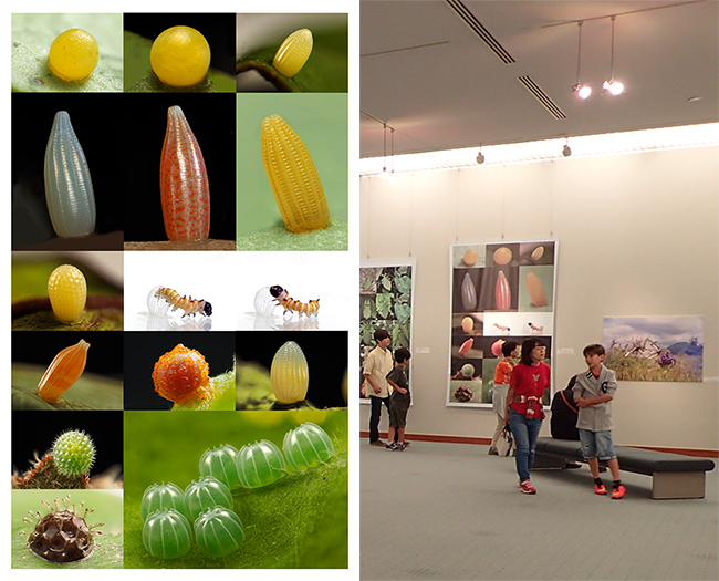 写真展作品からチョウの卵