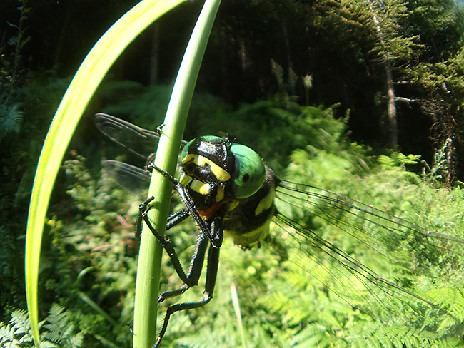 魚露目でオニヤンマ