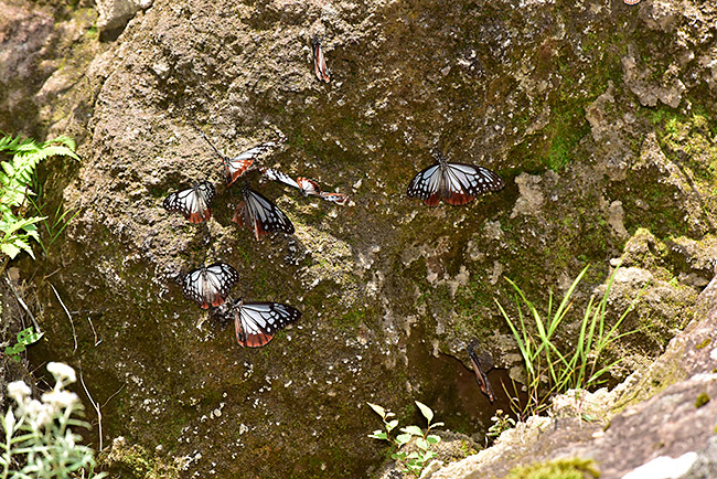 崖に集まるアサギマダラ