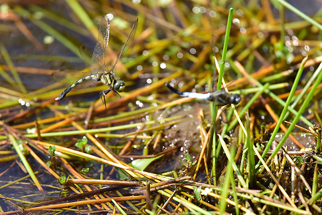 シオカラトンボ交接直後