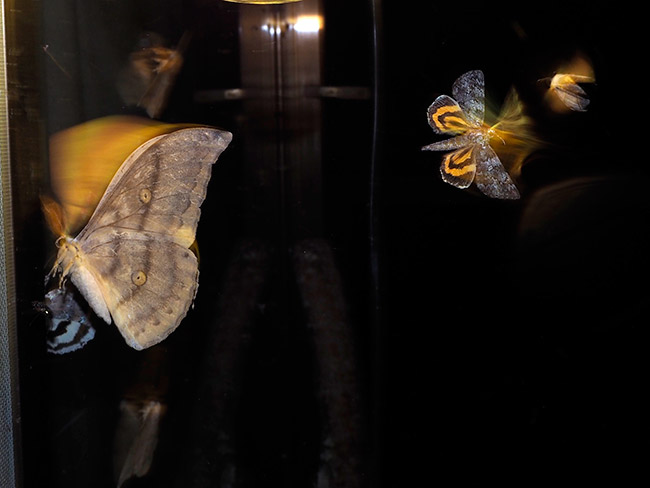 灯りに飛来したヤママユ