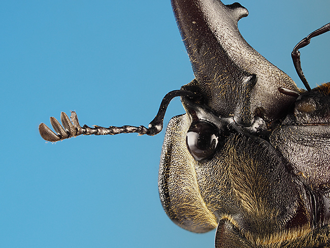 ミヤマクワガタの頭部を深度合成