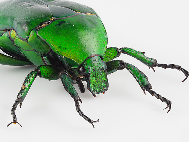 アオカナブンをフォーカスブラケットで深度合成