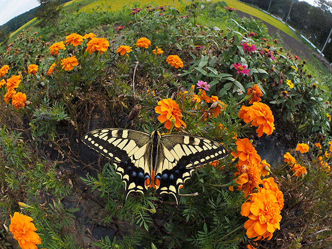 花畑のキアゲハを魚眼で