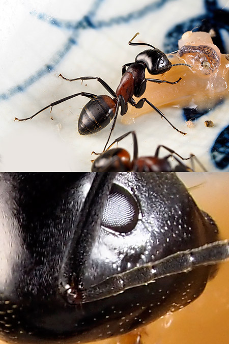 家の中のムネアカオオアリ