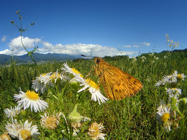 キマダラセセリ