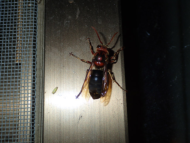 チャイロスズメバチ