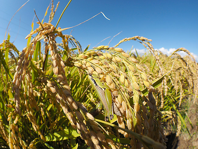 イナゴの多い田んぼ