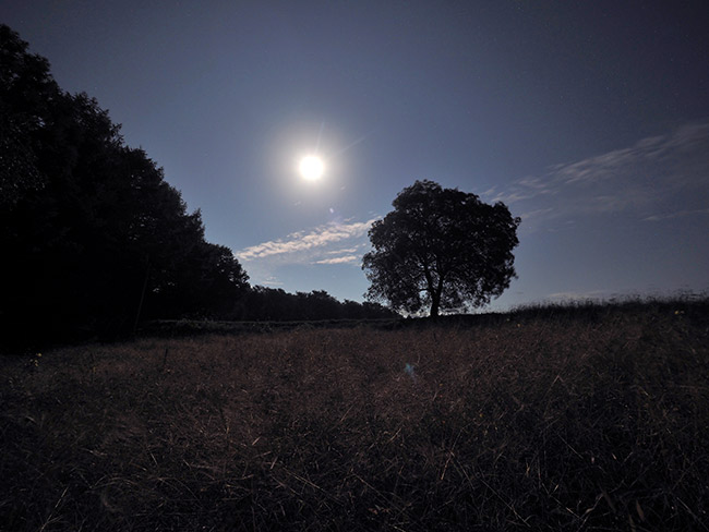 スーパームーンのクルミの木