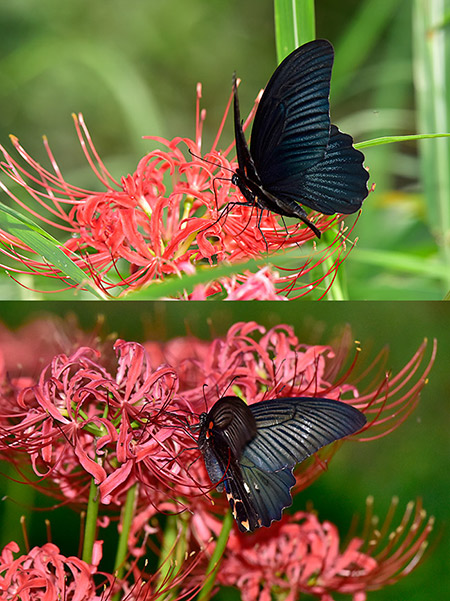 ヒガンバナにナガサキアゲハ