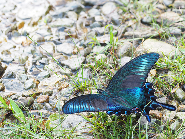 野外でミヤマカラスアゲハをフォーカスブラケットで深度合成