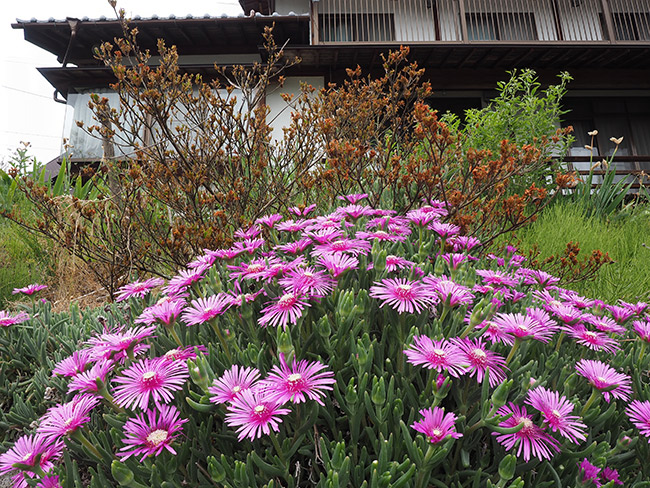 広角ズームで深度合成（マツバギク）