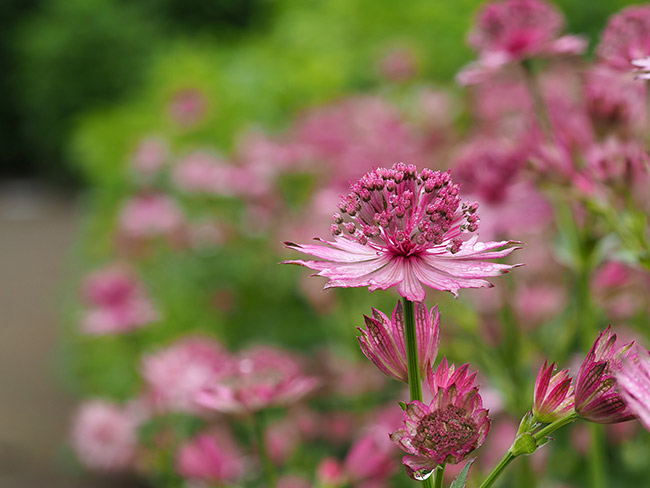 フォーカスブラケットで一部だけにピントを合わせる