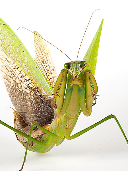 オカマキリの威嚇を深度合成