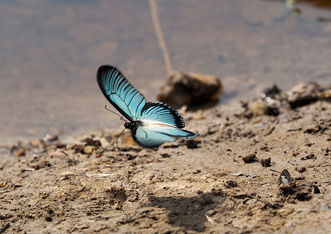 ザルモクシスオオアゲハとカメルーン旅行