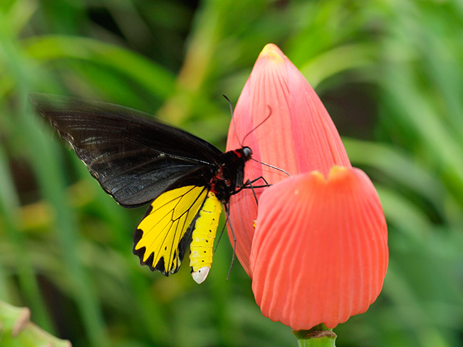 今日からマレーシア