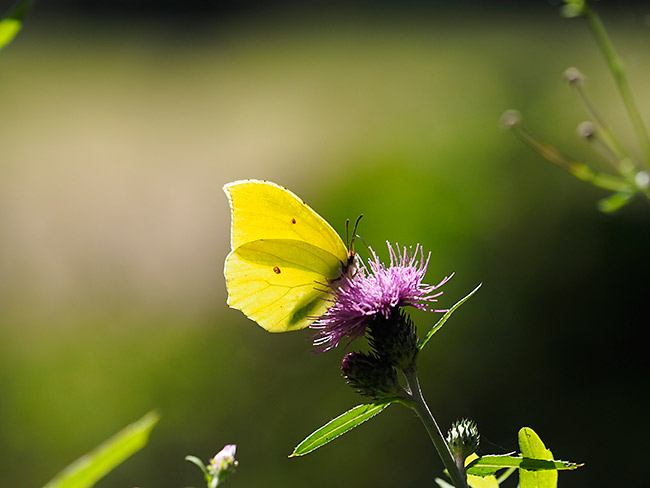 スジボソヤマキチョウ