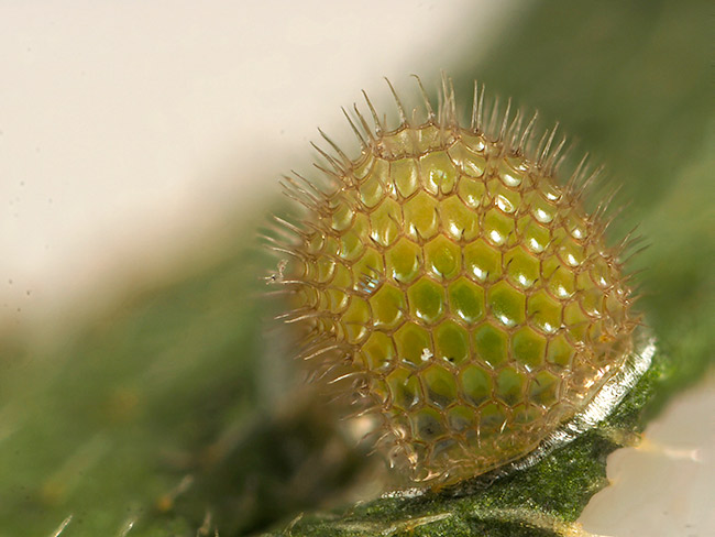 ジュリイコイナズマの卵