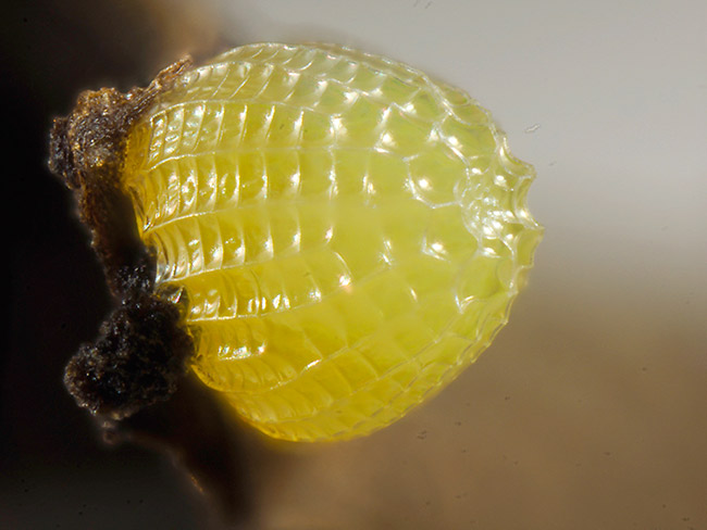ウラベニヒョウモンモドキの卵　