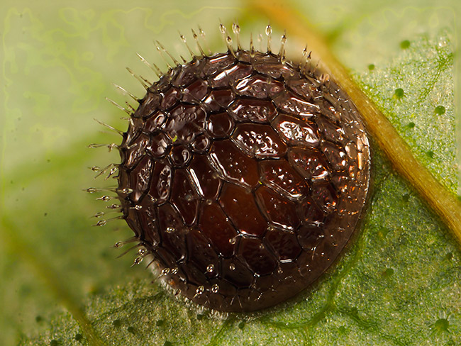 オオイナズマの卵