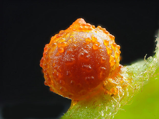 ムモンアケボノアゲハの卵