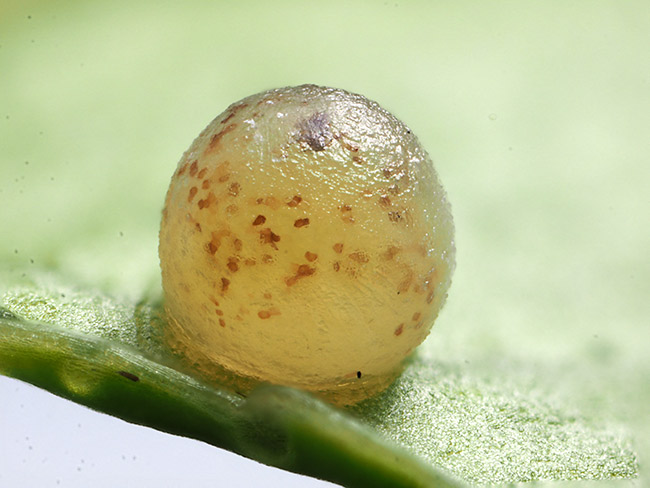 オナシアゲハの卵　