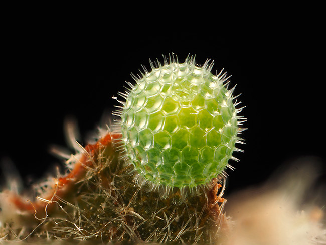 リュウキュウミスジの卵
