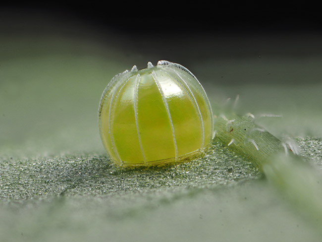 クロタテハモドキの卵　