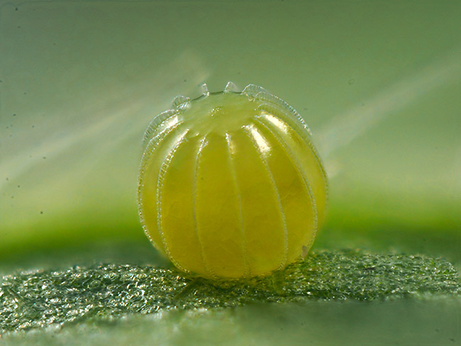 ハイイロタテハモドキの卵