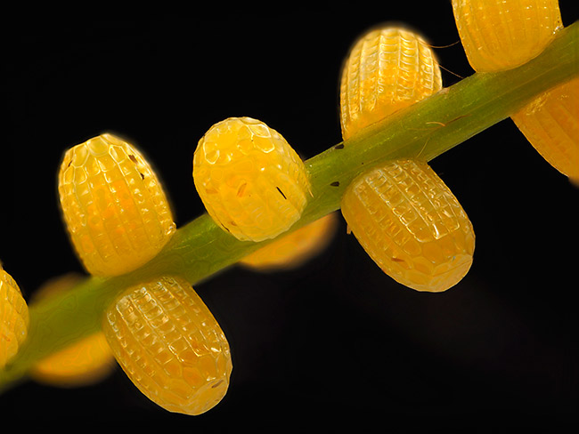 ハレギチョウの卵