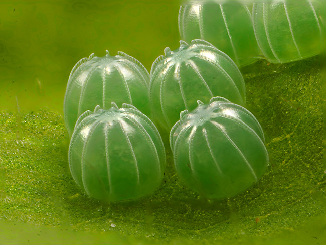 リュウキュウムラサキの卵