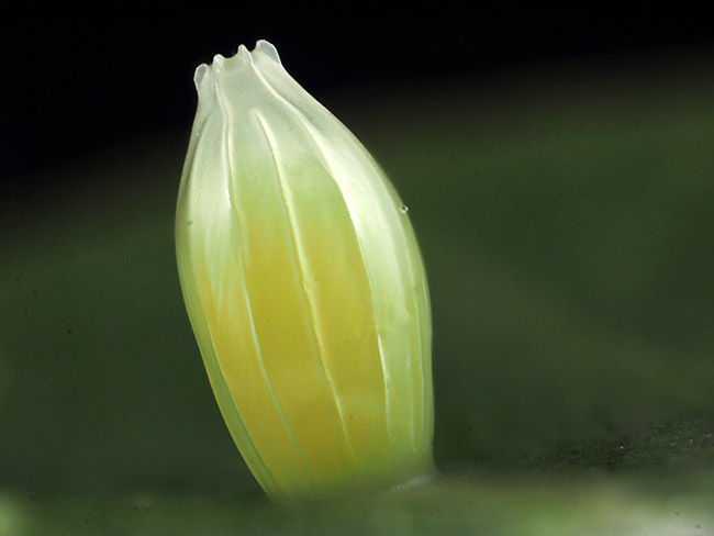 ツマベニチョウの卵