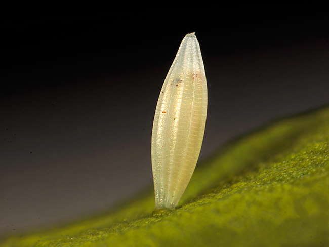 ウラナミシロチョウの卵